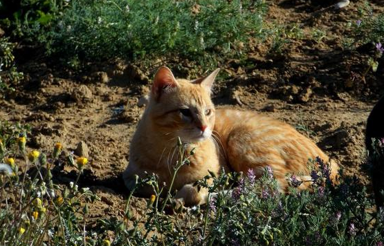 猫咪为啥一直挖坑 猫咪为啥一直挖坑