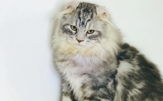 美国卷耳猫身上跳蚤怎么去除?看这里 美国卷耳猫身上跳蚤怎么去除?看这里