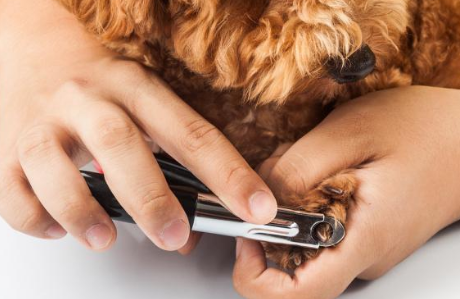 巨型贵宾犬怎么剪指甲？此文帮你解答