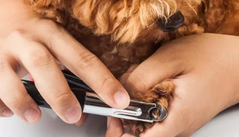 平毛寻回犬怎么修剪指甲?不知道的快看 平毛寻回犬怎么修剪指甲?不知道的快看