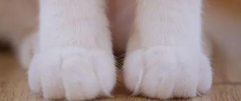 猫爪含有狂犬病的几率 猫爪含有狂犬病的几率