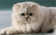 波斯猫多少钱一只？想养的人看过来
