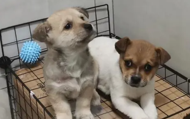 在哪里可以免费领养宠物