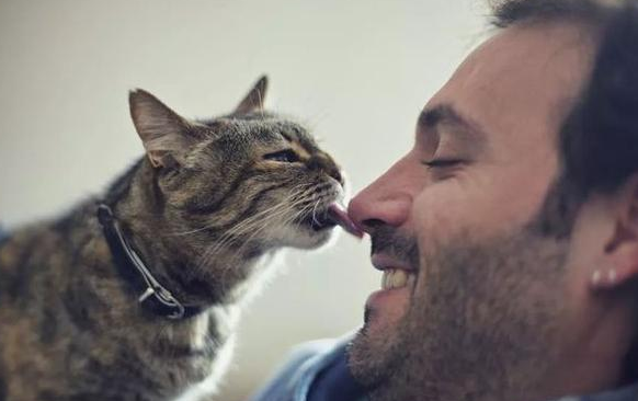 猫猫为什么喜欢亲主人的嘴巴