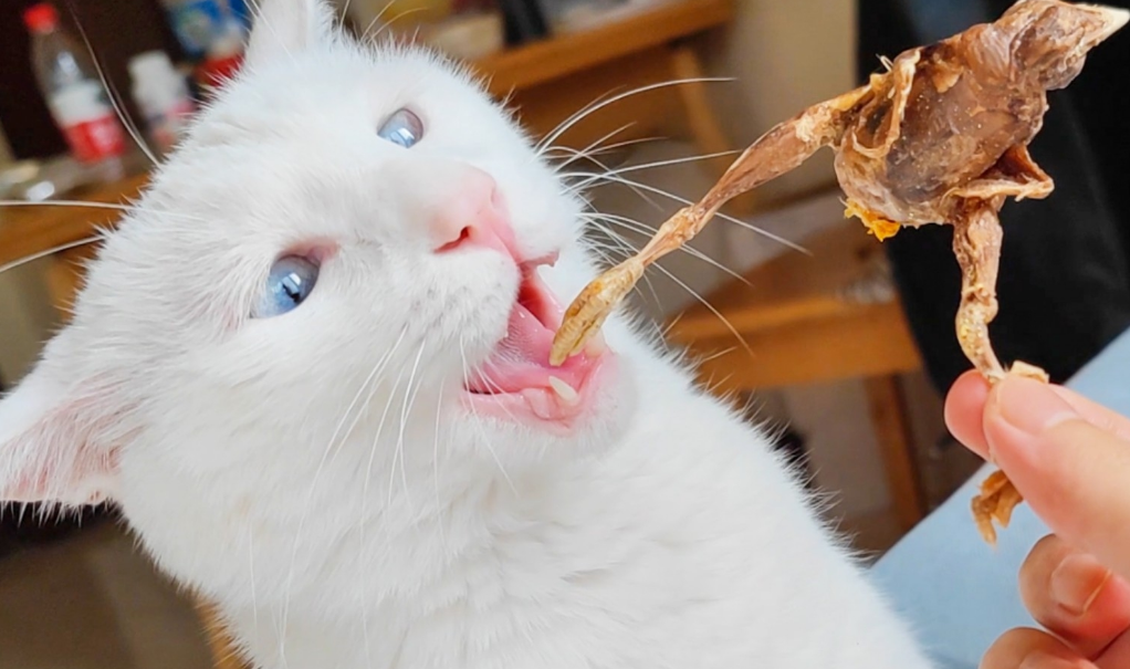 鹌鹑的头猫咪能吃吗