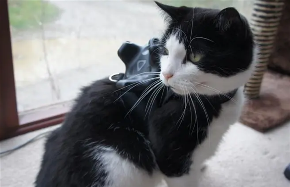 猫咪被打为什么眼睛发红肿