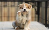 秋田犬感冒吃什么药?可以来学习一下吧!