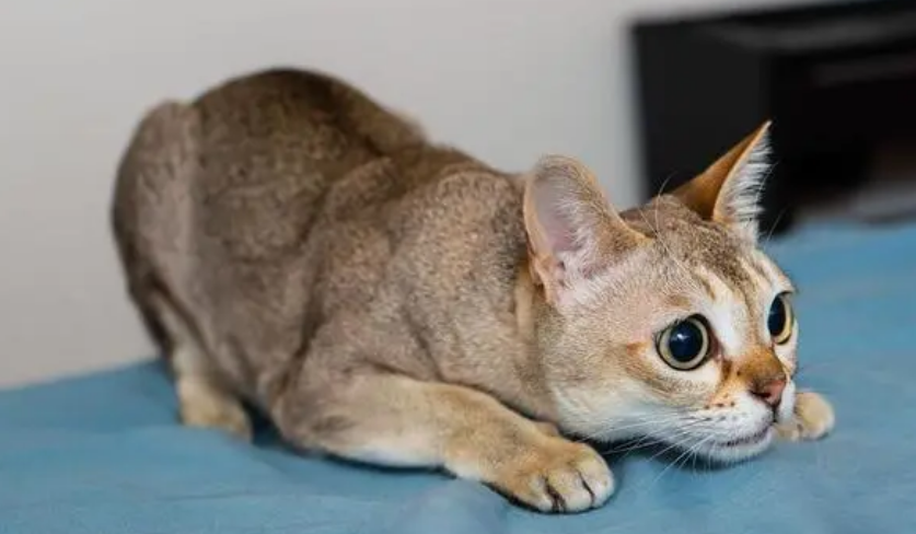 新加坡猫多少钱一只？本文告诉你