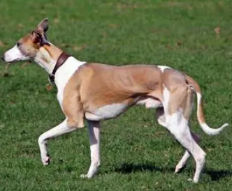 惠比特犬怎么喂养?感兴趣的看看~ 惠比特犬怎么喂养?感兴趣的看看~