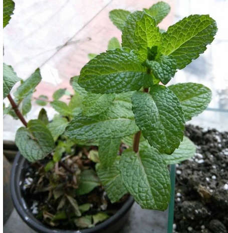 蛇的克星植物 蛇的克星植物