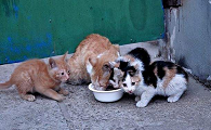 为什么流浪猫脆弱