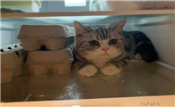 猫咪为什么那么喜欢进冰箱里