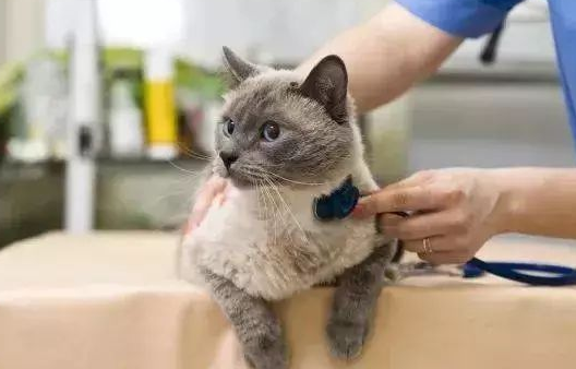 小猫总是生病怎么办