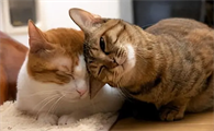 猫咪发春为什么趴着走呢