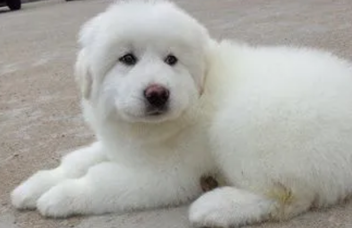 大白熊犬幼犬吃什么?吃什么长的快? 大白熊犬幼犬吃什么?吃什么长的快?