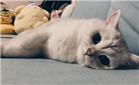 刚开始养猫第一天放哪里睡