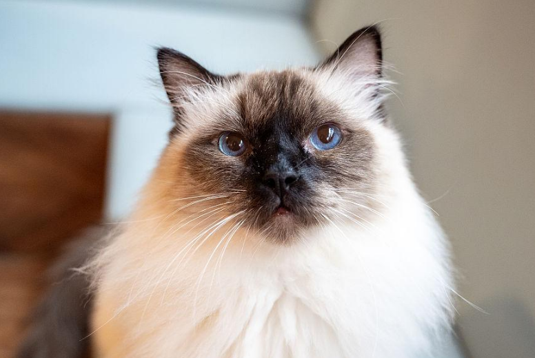 伯曼猫怎么养?看完,你就清楚了 伯曼猫怎么养?看完,你就清楚了