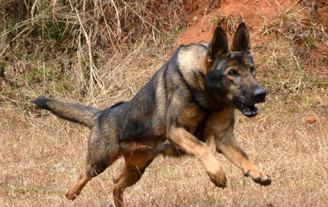 昆明犬性格特点是什么？有必要了解一下！