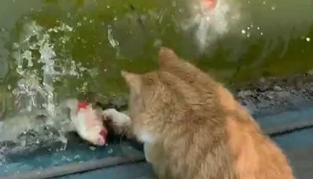 猫咪为什么抓鱼呢