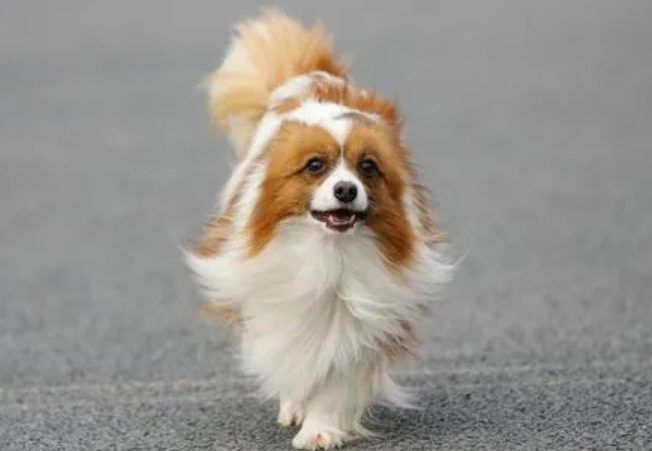 蝴蝶犬吃什么营养好,该如何照顾呢? 蝴蝶犬吃什么营养好,该如何照顾呢?
