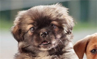 西藏猎犬有咽炎怎么治?饲养须知~