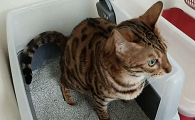 猫咪为什么排尿好慢