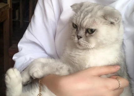 为什么抱猫咪它要叫呢怎么回事