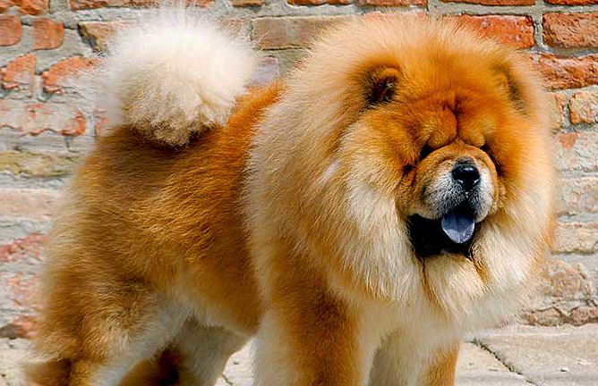 松狮犬错误行为怎么纠正？速来学习~