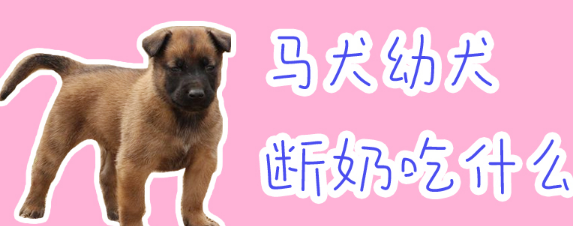 马犬幼犬断奶吃什么?宠主必看 马犬幼犬断奶吃什么?宠主必看