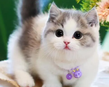 今日解答：矮脚猫为什么不好繁育？