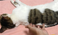 猫咪为什么喜欢被按摩呢