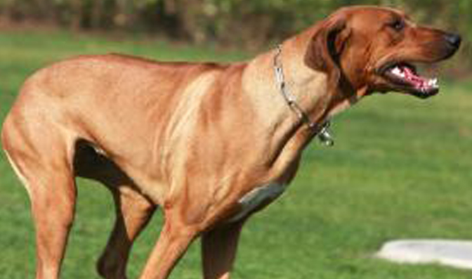 罗得西亚脊背犬眼屎多怎么办？不妨来这里了解下吧