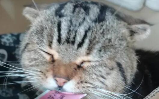 猫条人吃了有关系吗