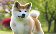 秋田犬来例假来多久？饲主来看看吧
