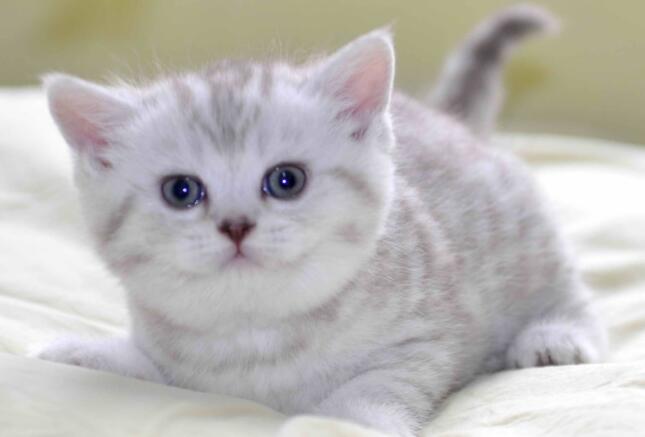 宠物猫咪为什么温顺点呢 宠物猫咪为什么温顺点呢