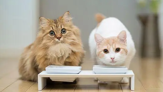 为什么小猫不叫了