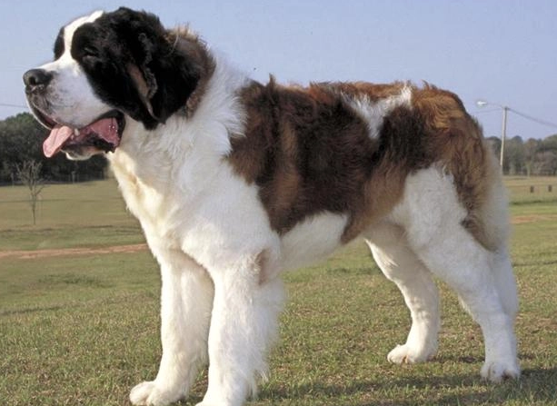 圣伯纳犬发情怎么办?了解一下 圣伯纳犬发情怎么办?了解一下