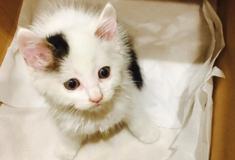猫咪为什么会被领养呢 猫咪为什么会被领养呢