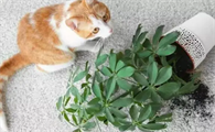 养猫不能养的植物大全