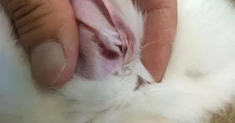 兔子耳螨初期症状