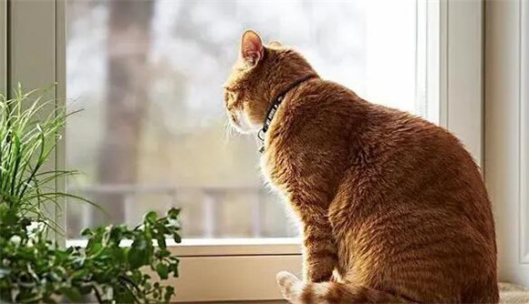 第一次养猫需要注意什么