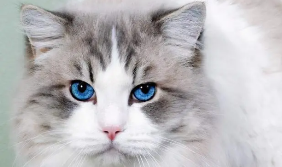 郑州哪里有猫舍 郑州哪里有猫舍