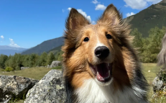 喜乐蒂牧羊犬优缺点有哪些？都列在这里，快来看