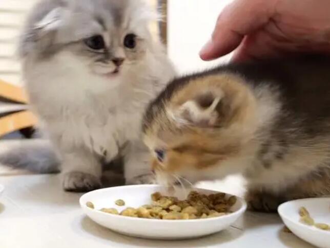 猫咪为什么感觉吃不饱的原因
