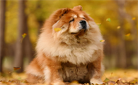 松狮犬怎么训练出门跟随？看这篇文章