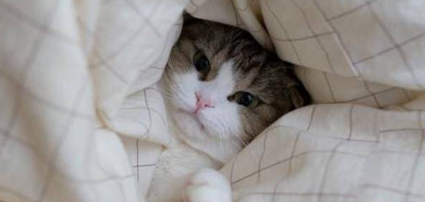猫咪为什么会离开被窝睡觉 猫咪为什么会离开被窝睡觉