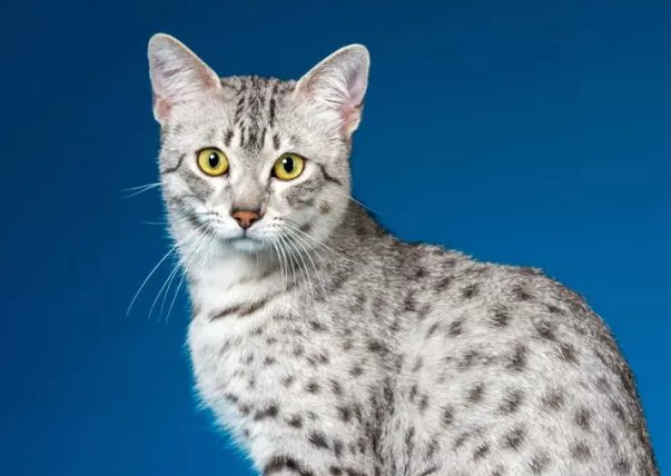 埃及猫怎么看纯不纯？来这里了解下吧