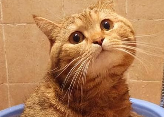 猫到底干不干净怎么看