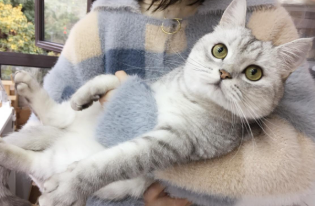 抱猫咪为什么会发脾气 抱猫咪为什么会发脾气