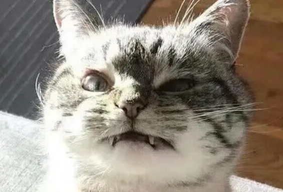 猫咪很凶是因为什么原因